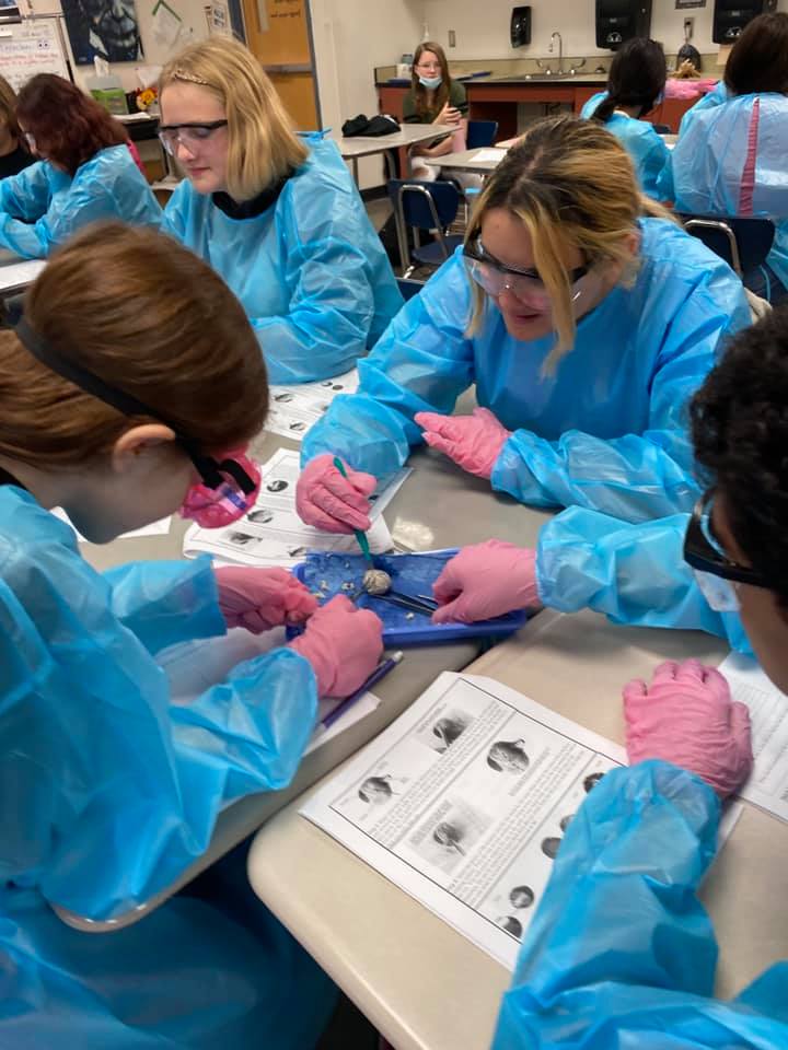 We can dissect sheep eyes