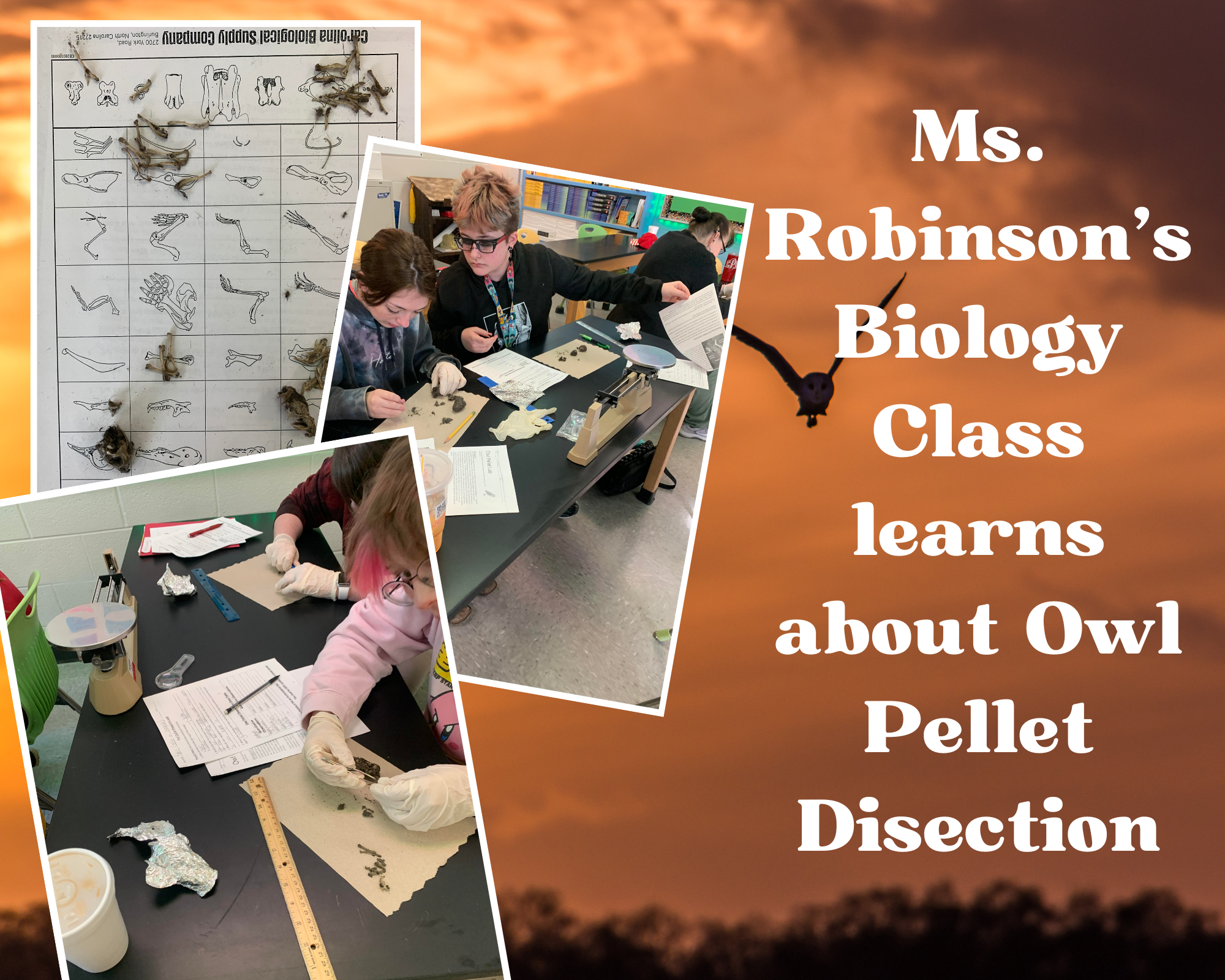 Biology classes investigate owl pellet disection.