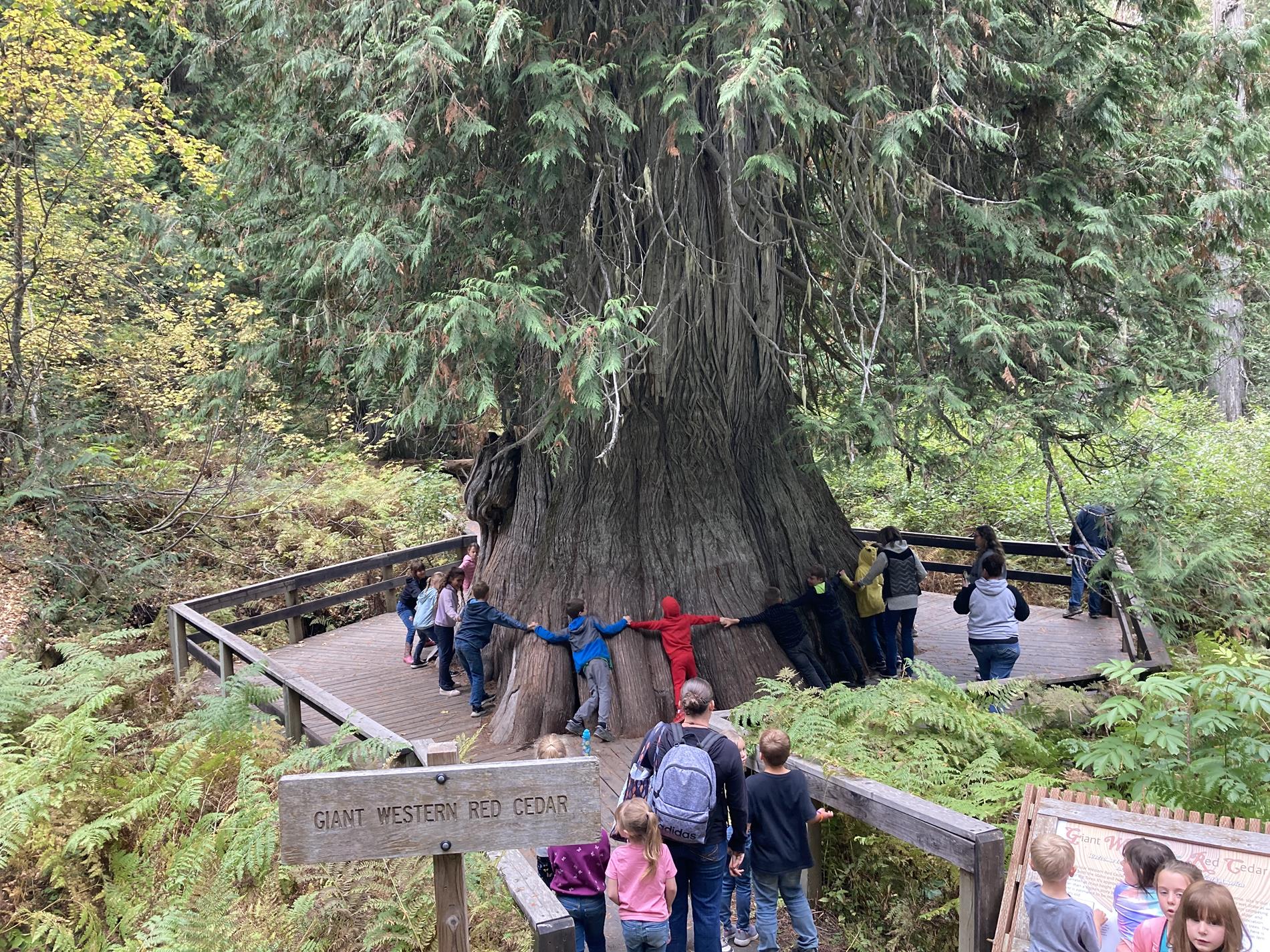 Giant Cedar Field Trip