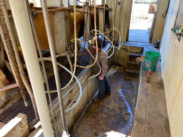 Caleb milking a cow