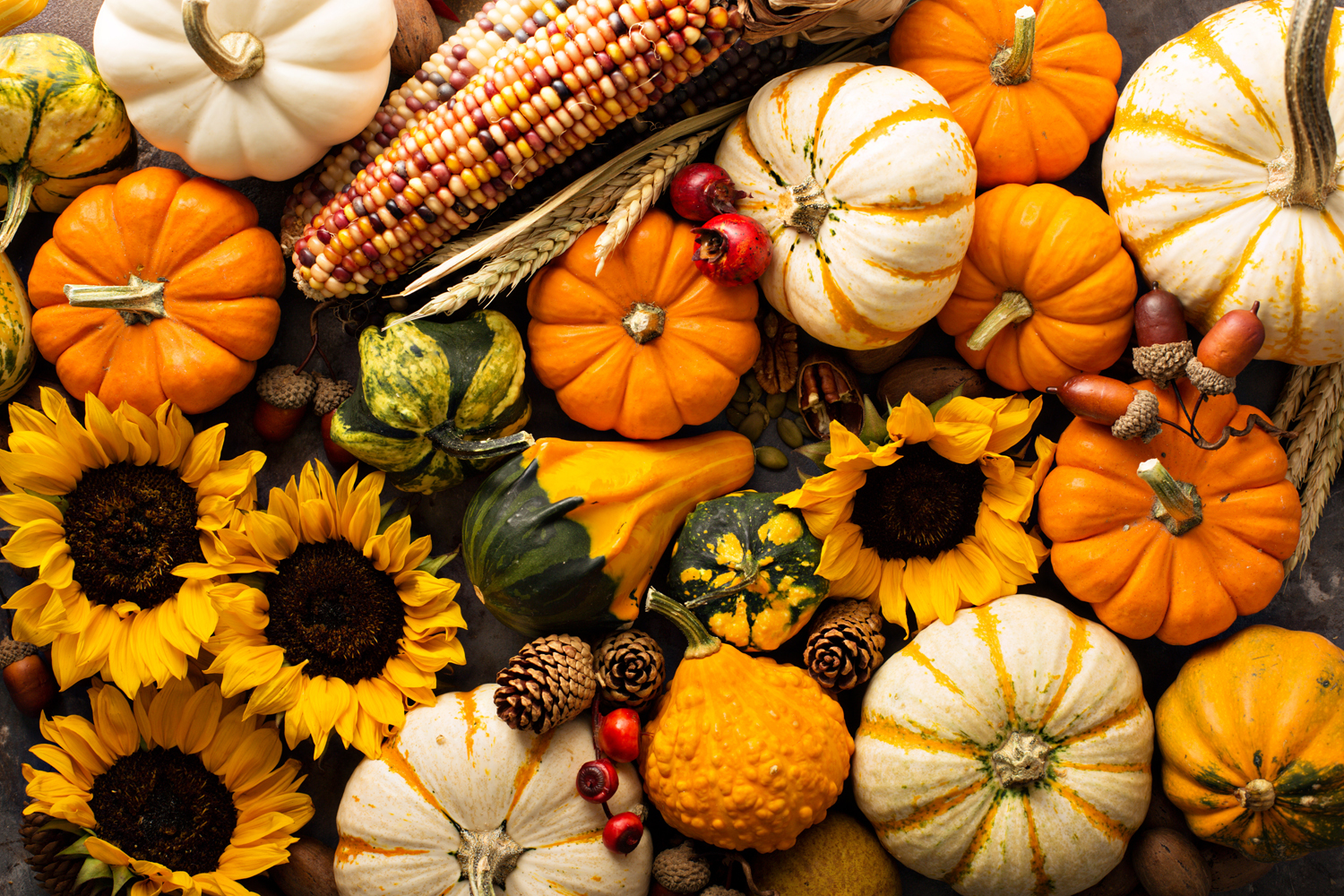 Stepping Stones Pumpkins and Sunflowers