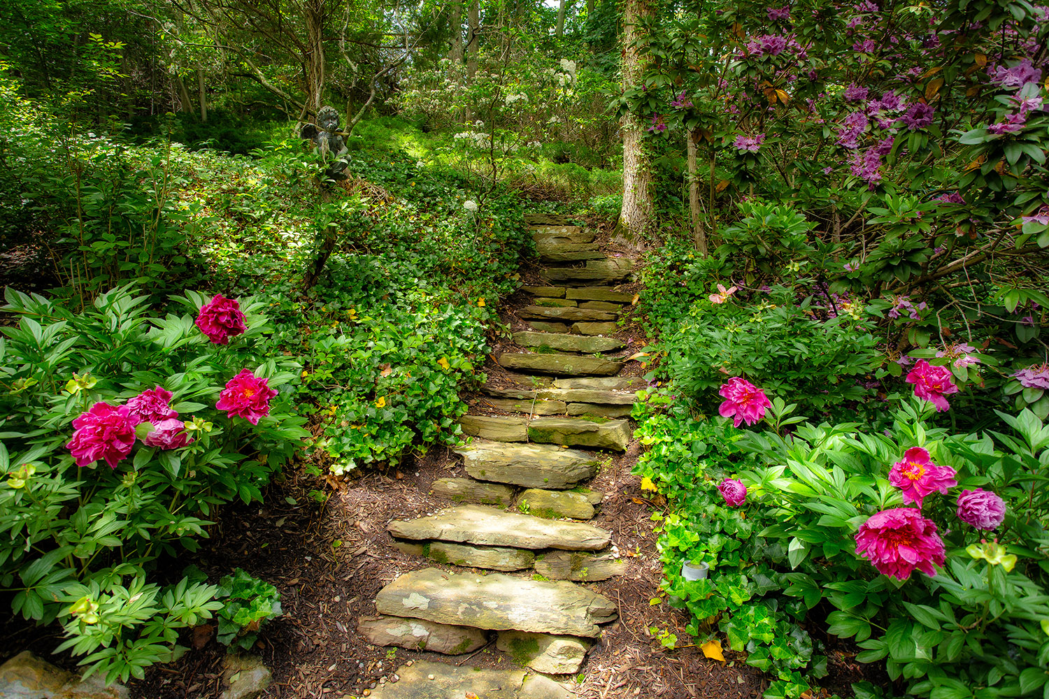Stepping Stones roses along a path