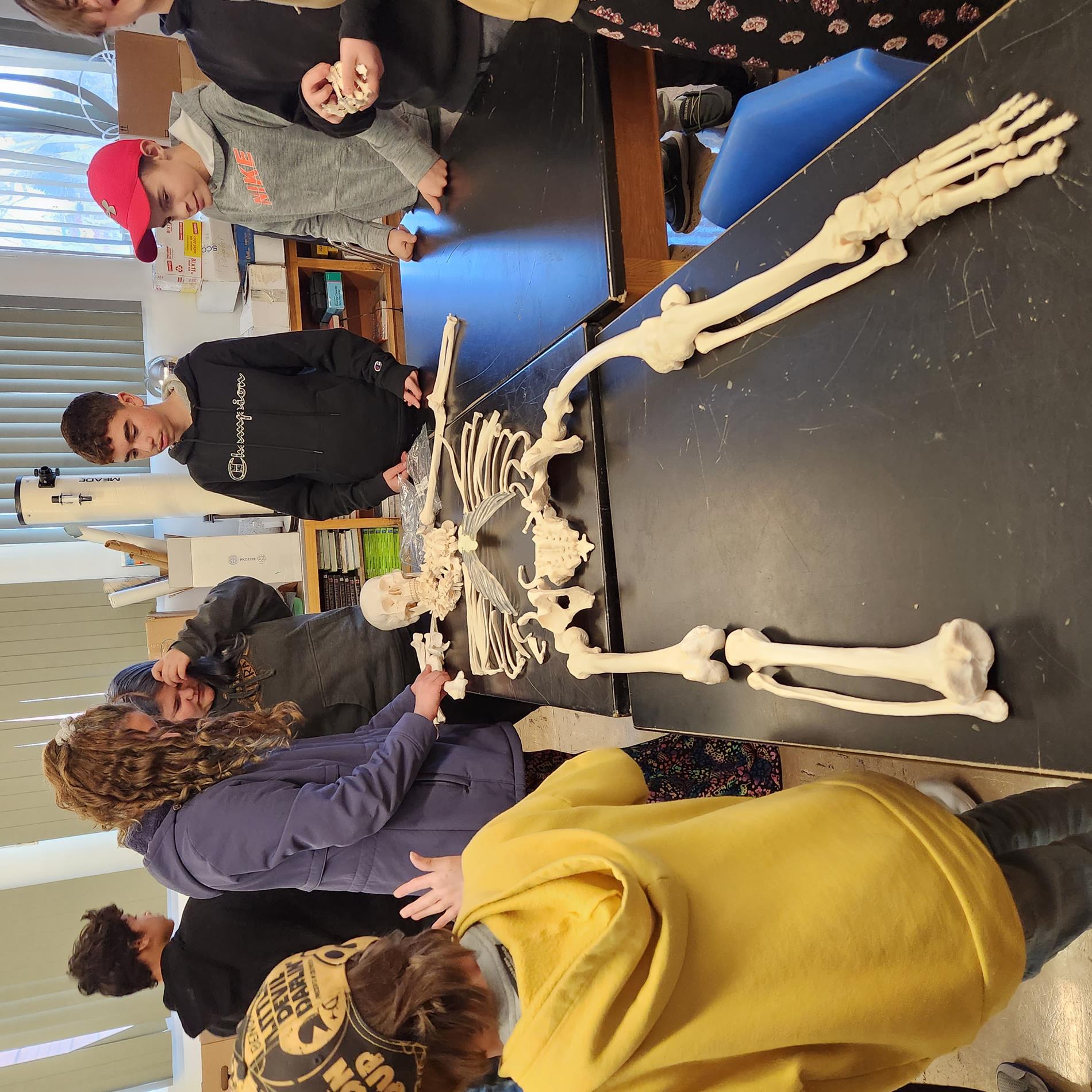 Students building the Skeletal System