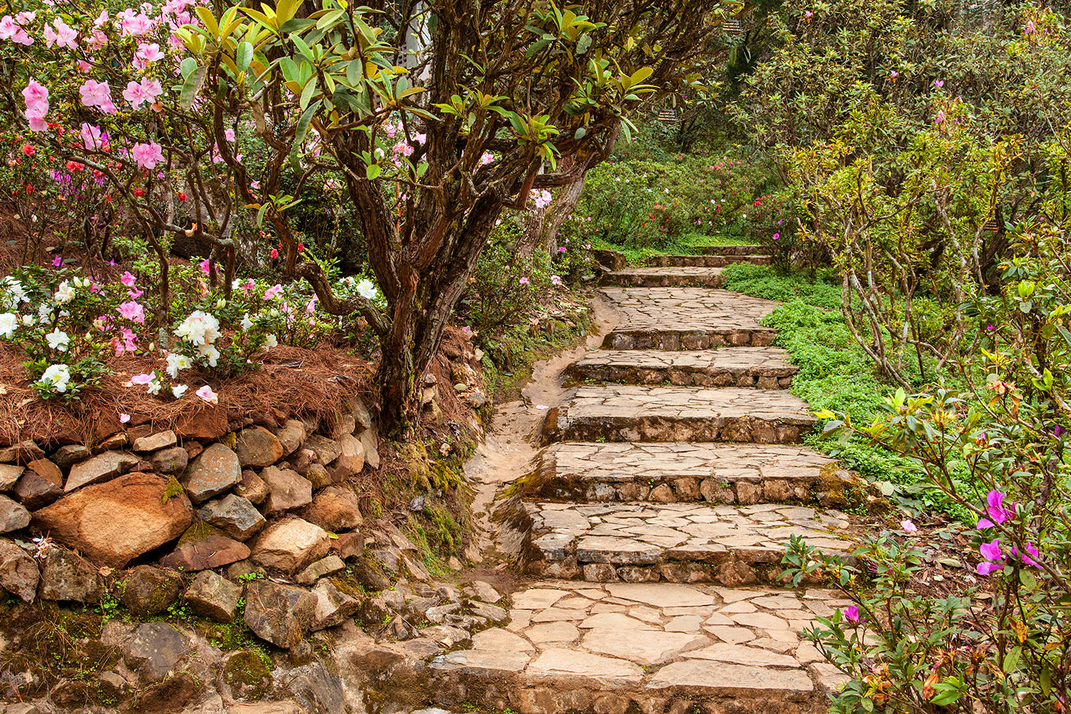 Stepping Stones Spring Blooms