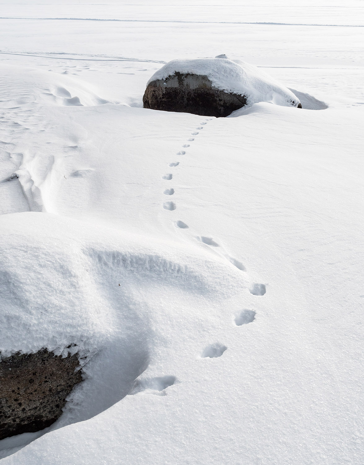Stepping Stones Animal Tracks in the Snow