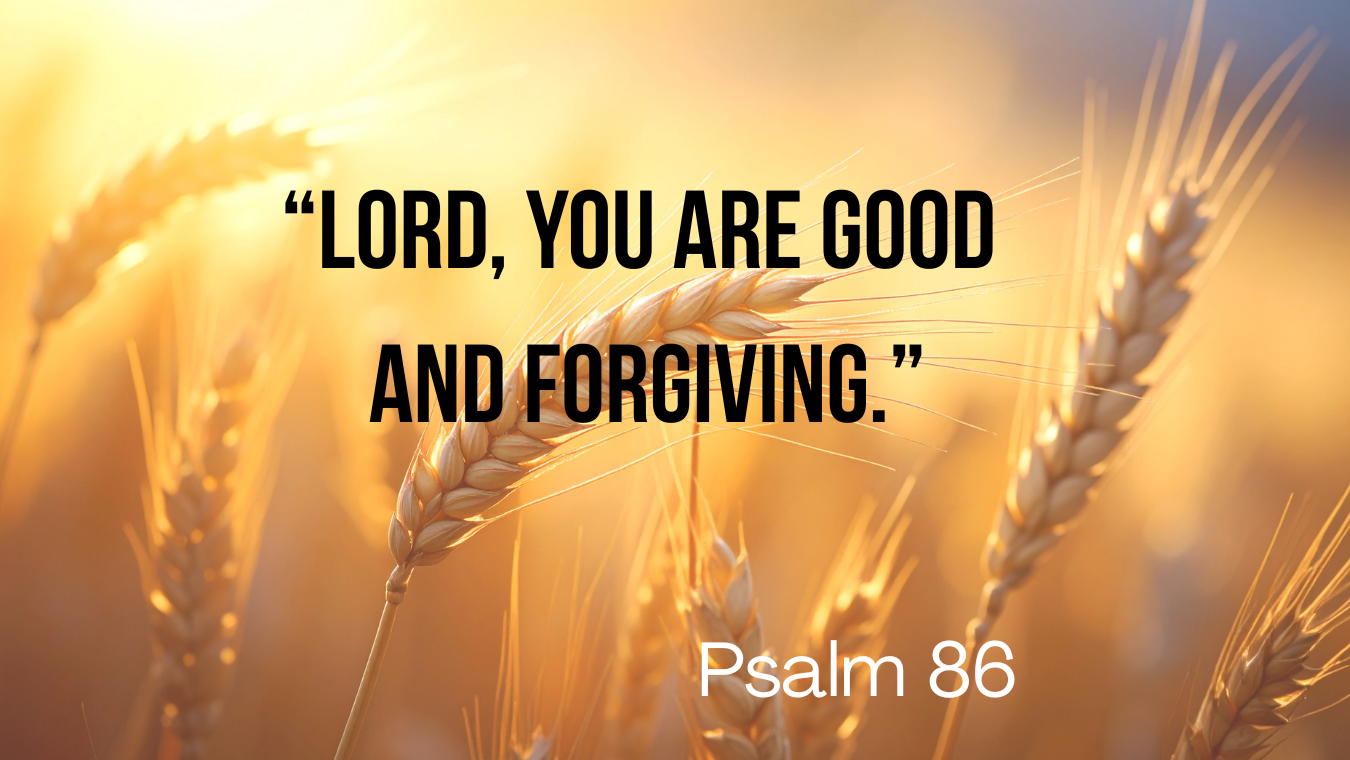 16th Sunday in Ordinary Time