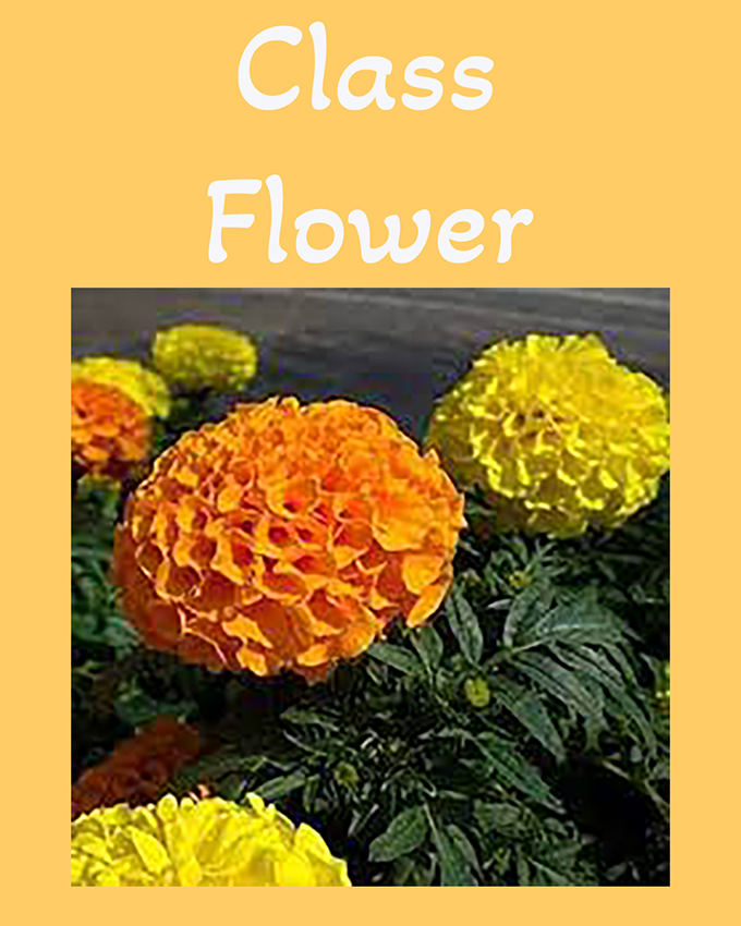 Class Flower