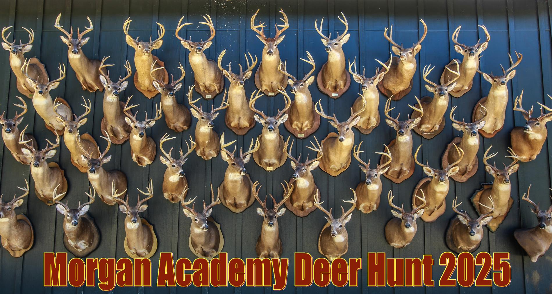 Deer Mounts