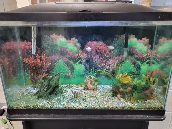 lighted aquarium with tropical fish