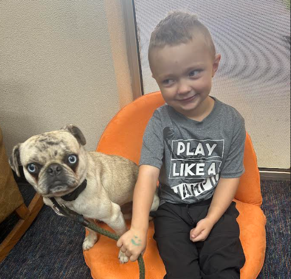 Therapy Dog