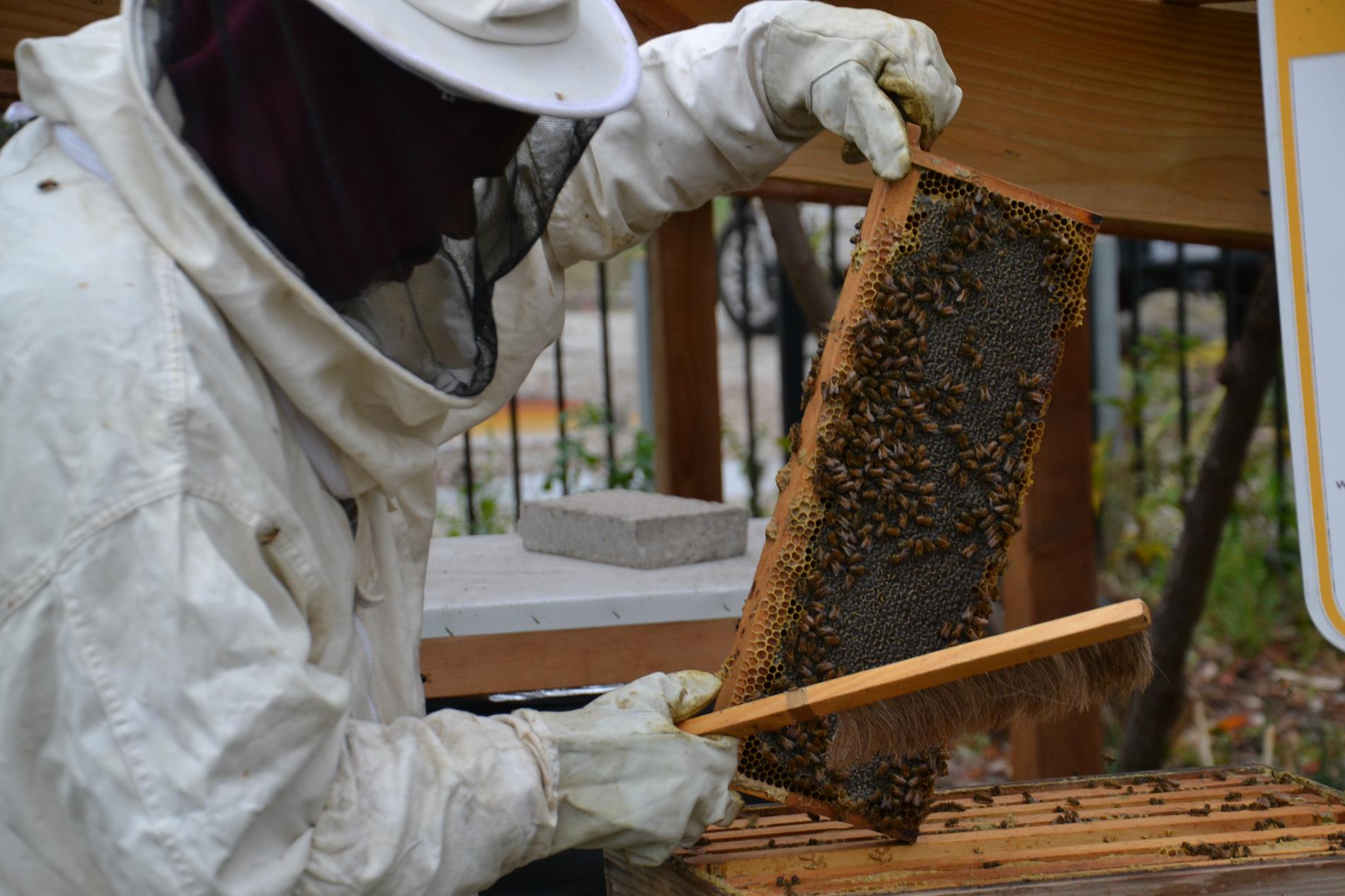 bee harvest