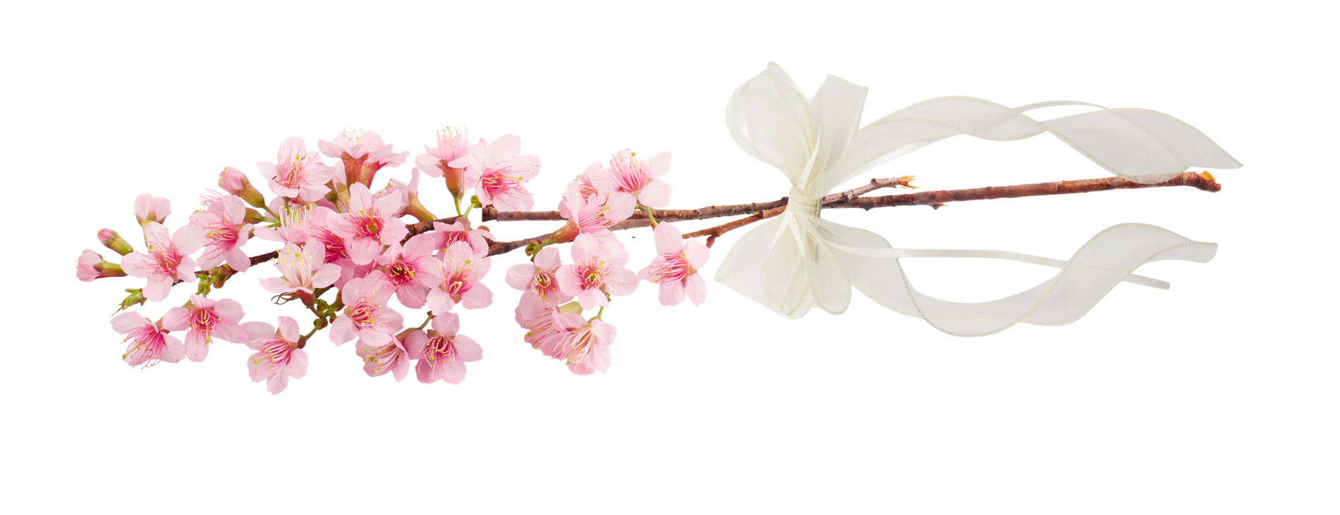 pink lilies