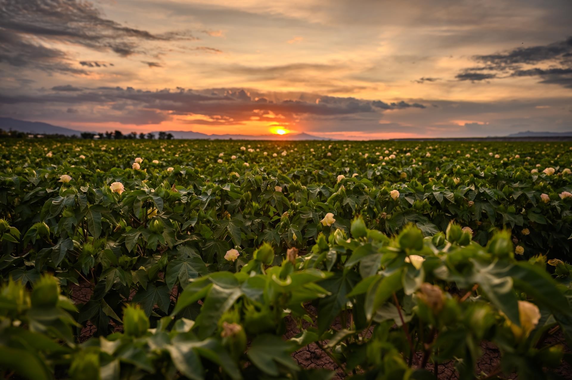 Cotton