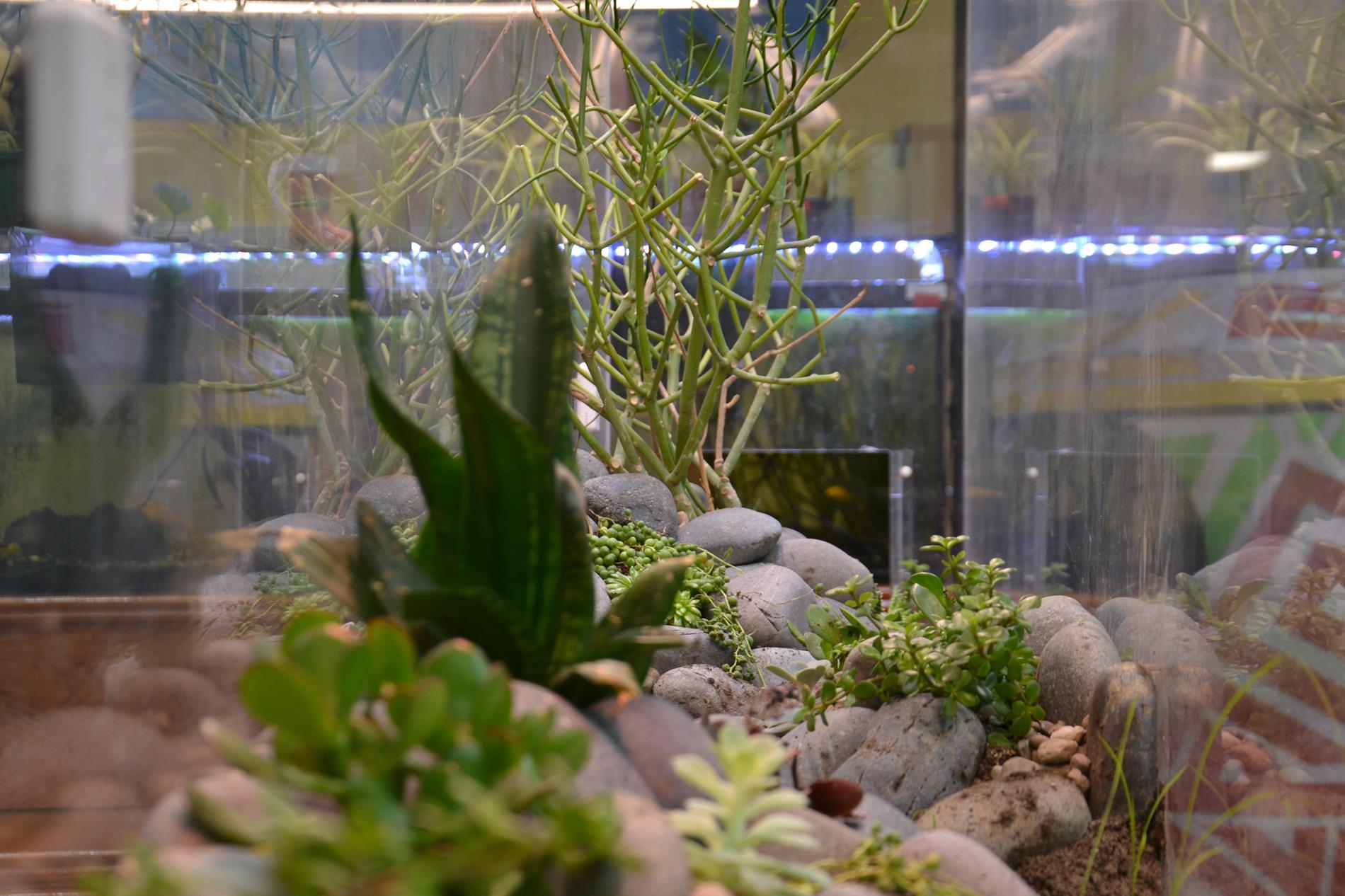 tank with plants