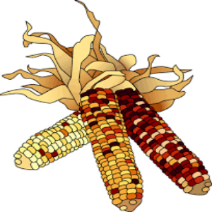corn