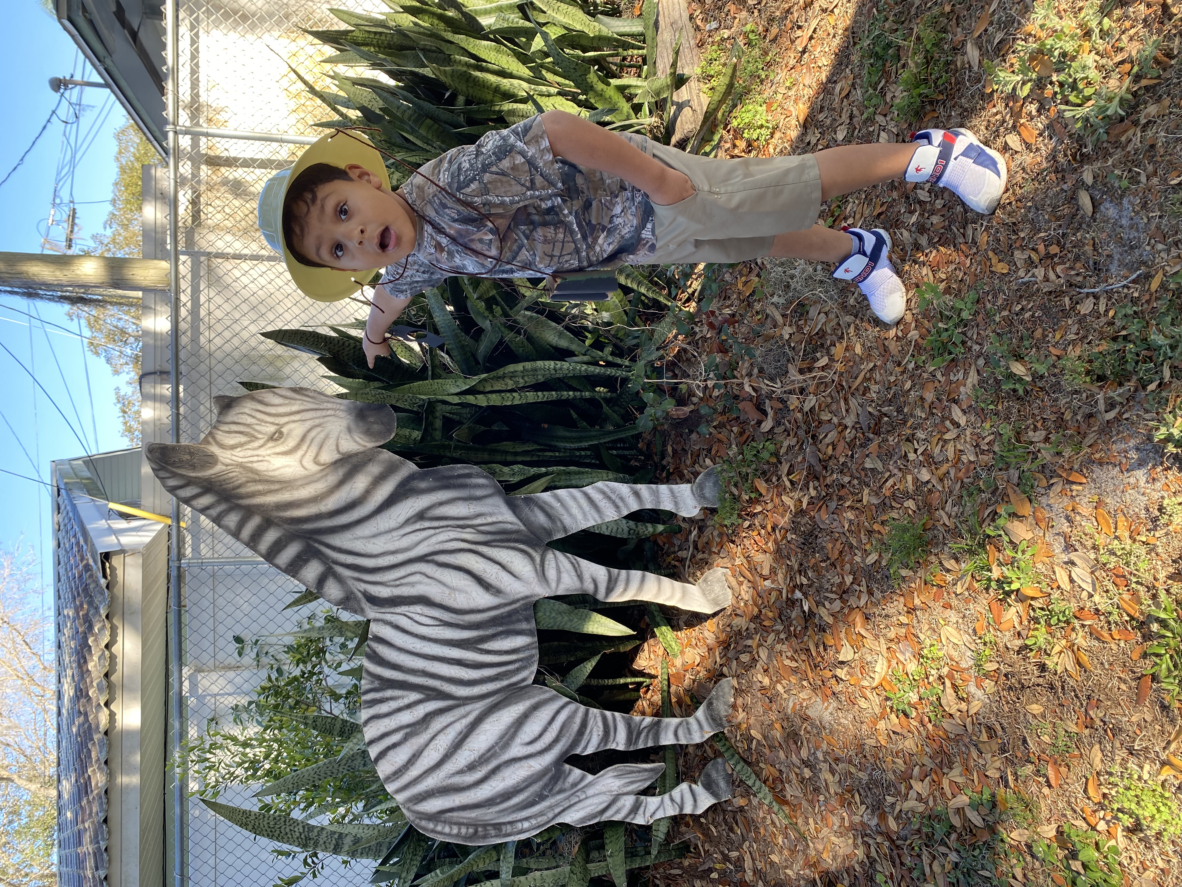 Student surprised to see a zebra on the safari. 