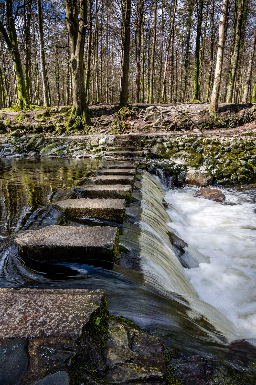 Stepping stones spring stream with leafless trees