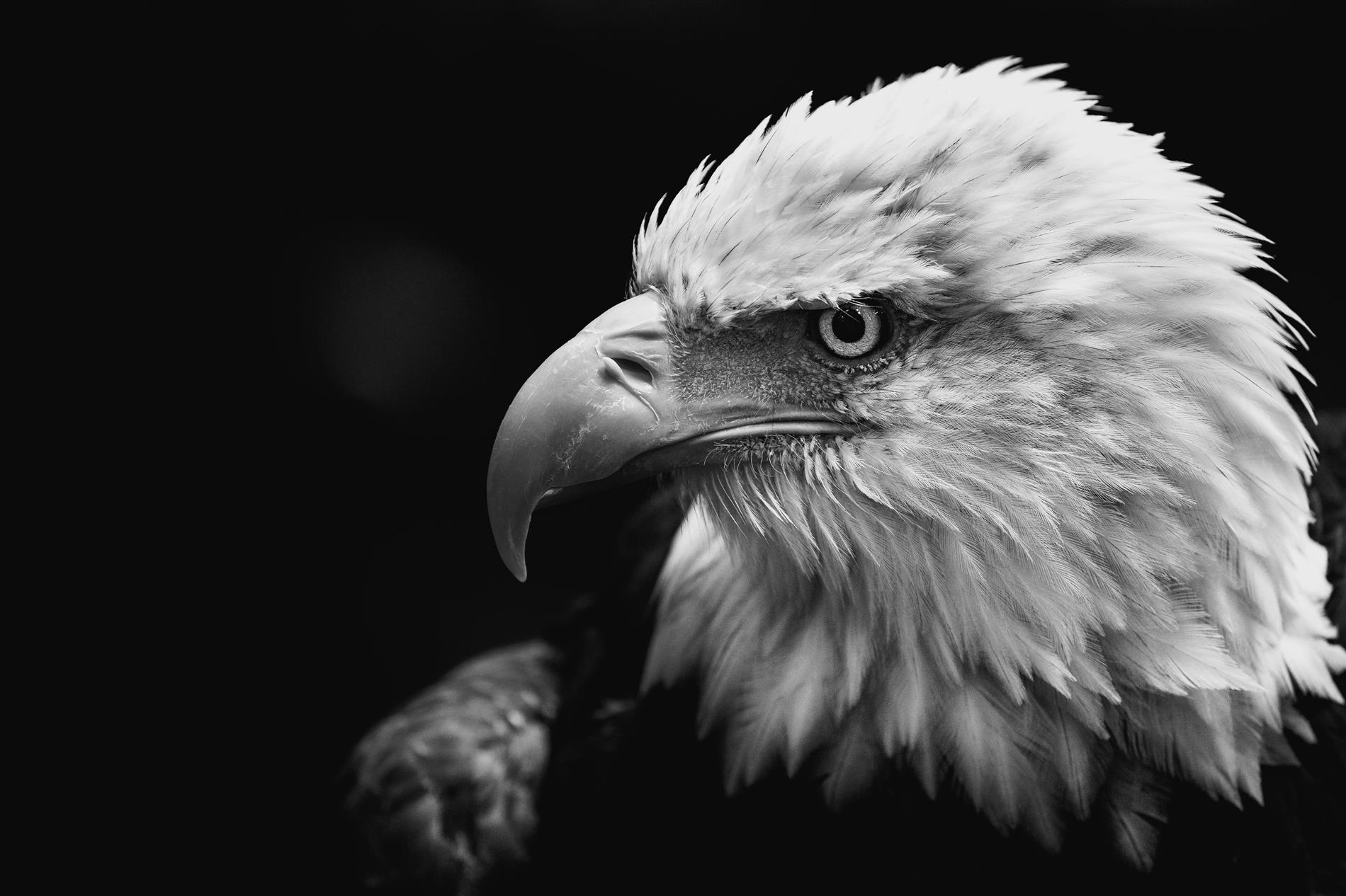 Outstanding Eagle