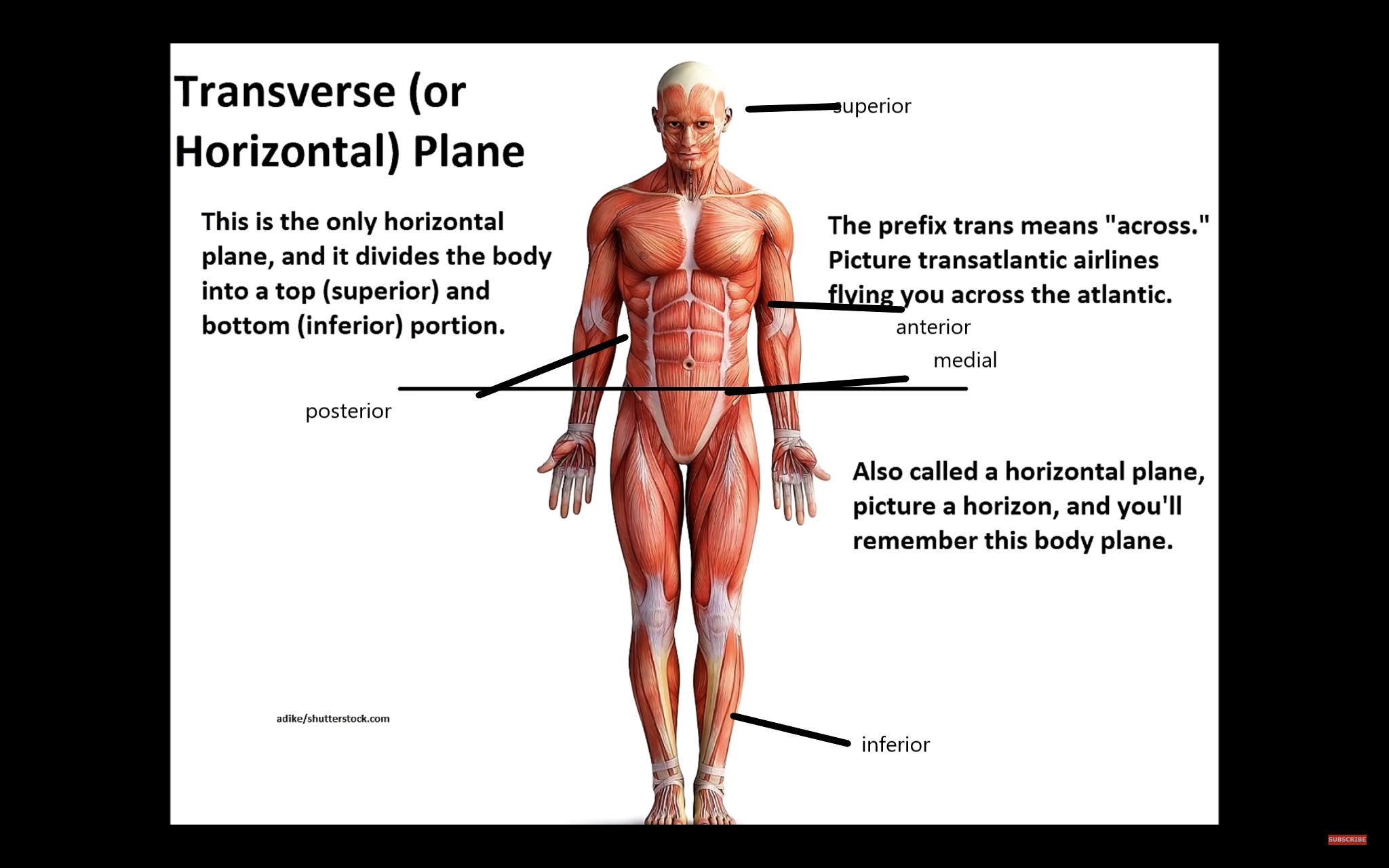 muscular system