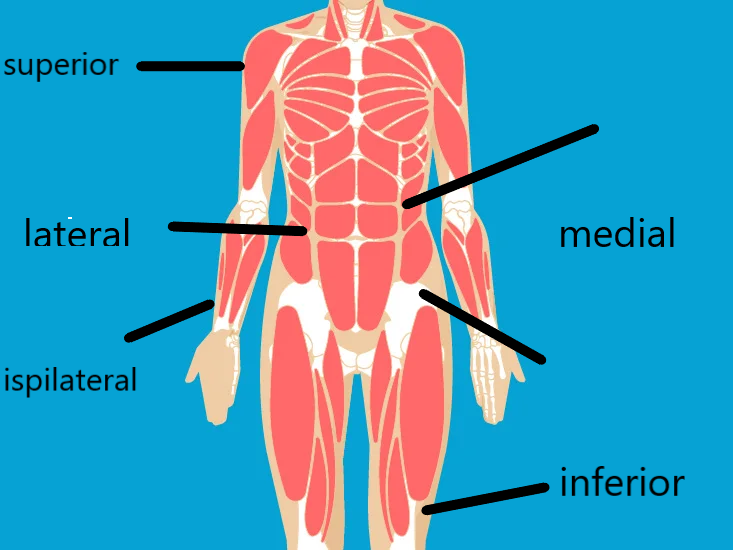 muscular system