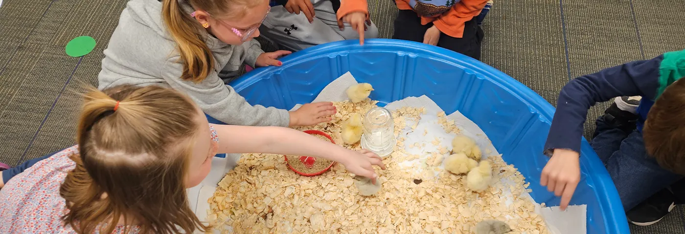Children observing baby chicks during science class. Enroll today for opportunities like this at https://www.midlandps.org/enrollment