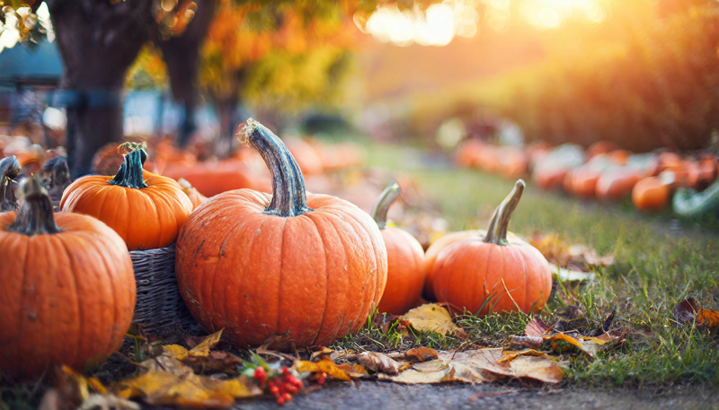 Stepping Stones News Pumpkin Path