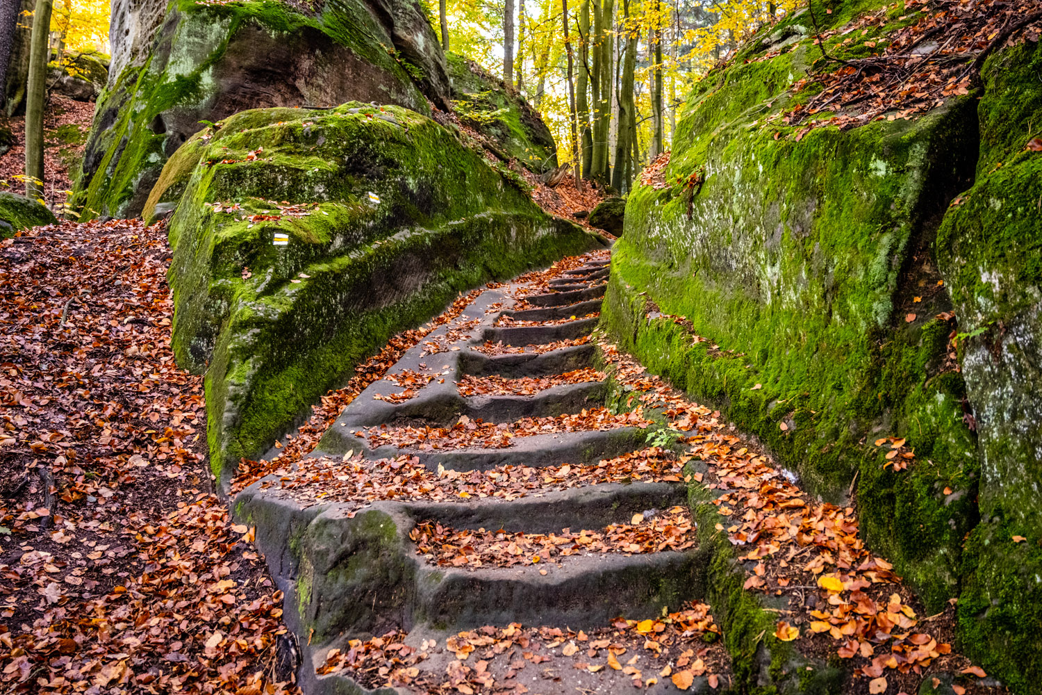 Stepping Stones leaves on mossy stairs