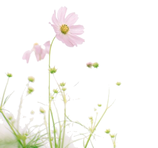 flower image flower image