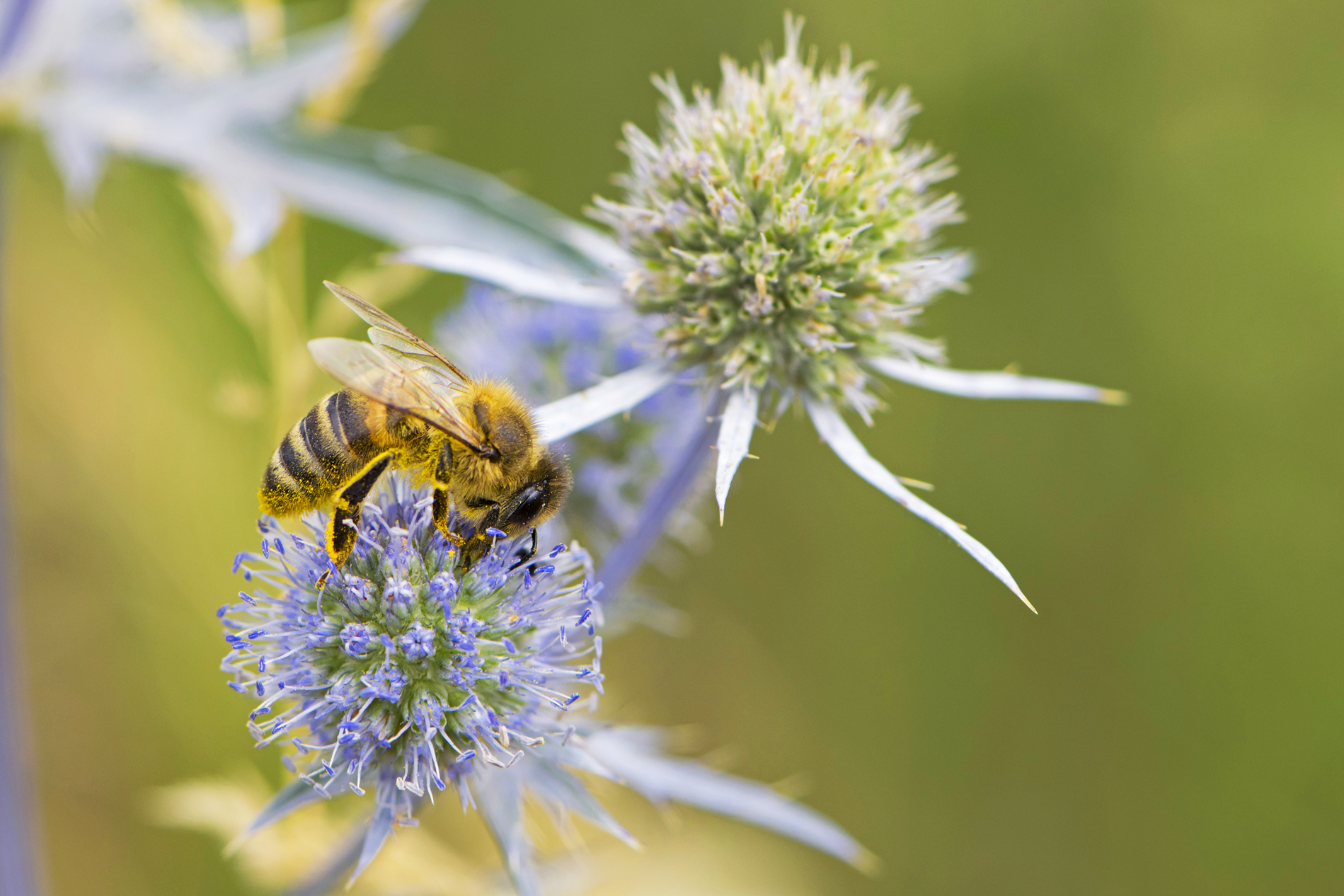bee and flower bee and flower