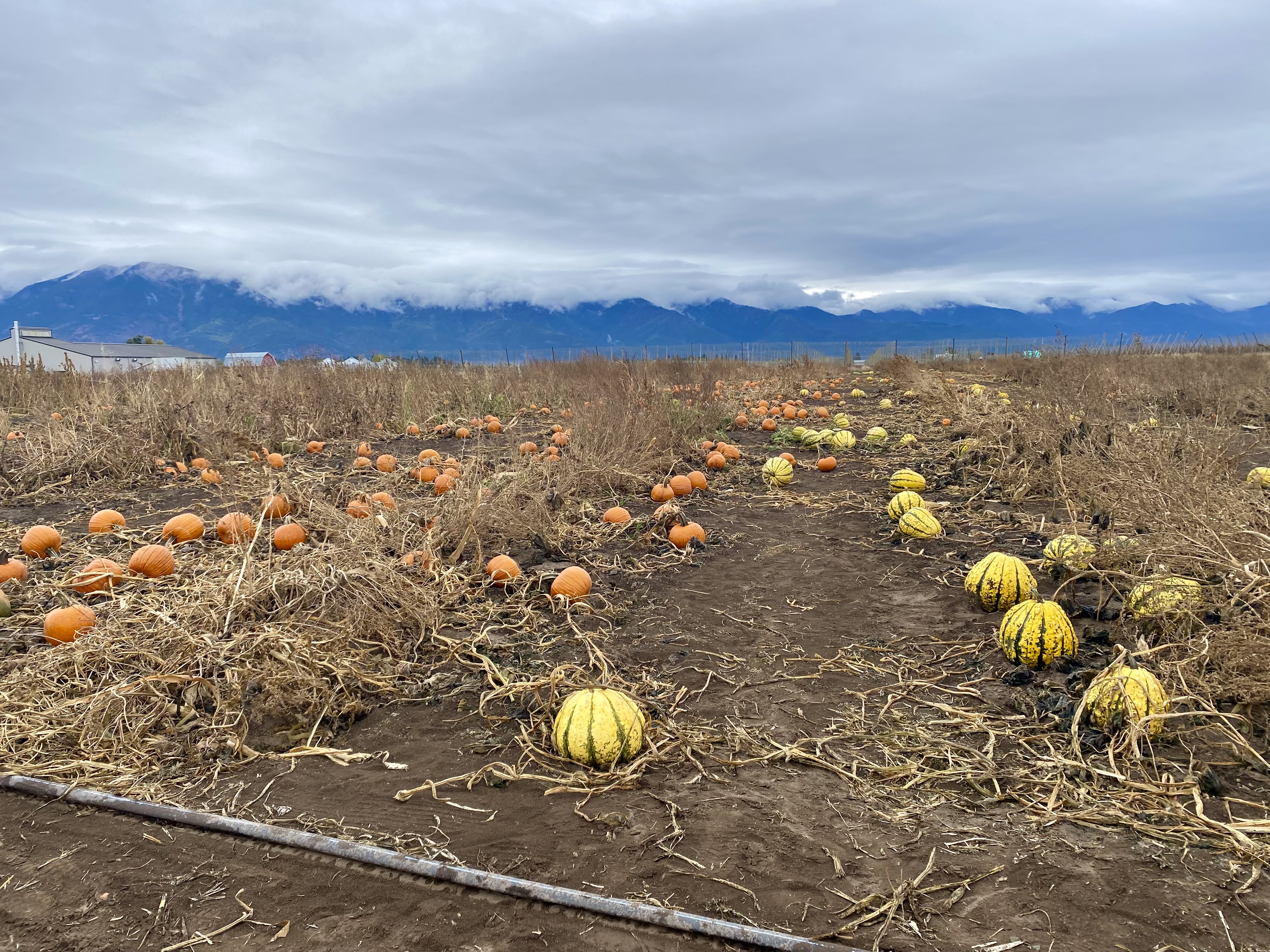 Pumpkin Patch