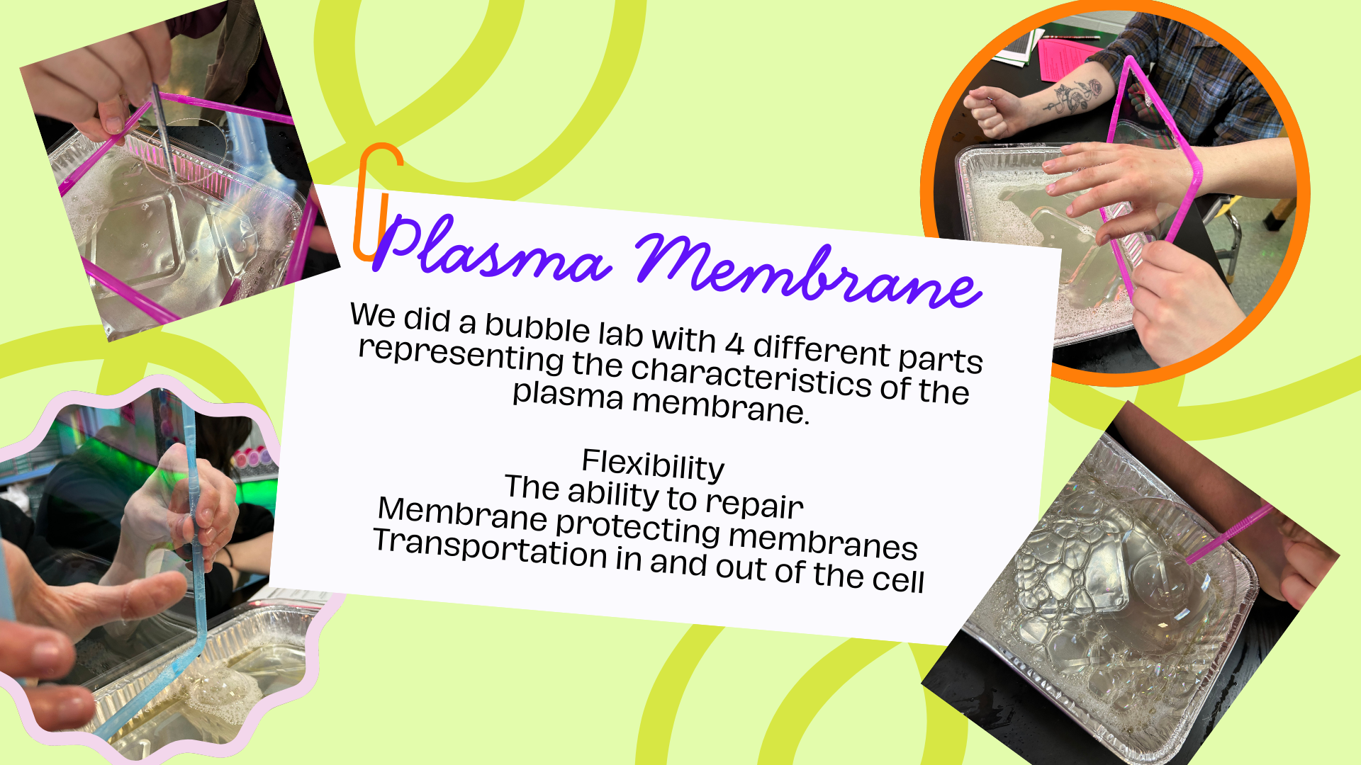 Plasma Membrane