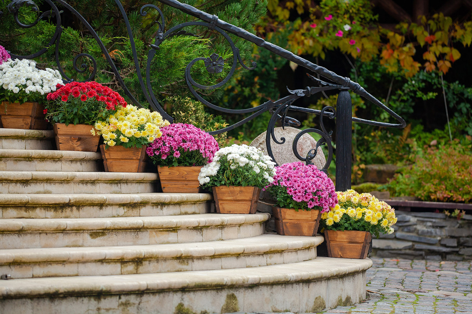 Steps with chrysanthemum pots