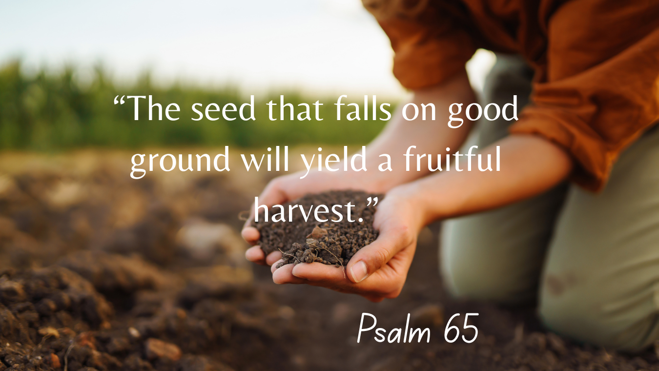 15th Sunday in Ordinary Time