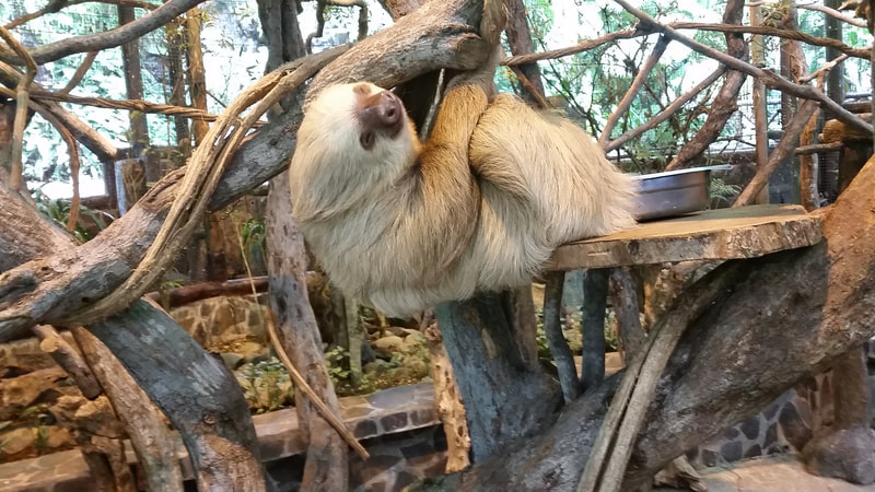 Oso Perezoso en Costa Rica