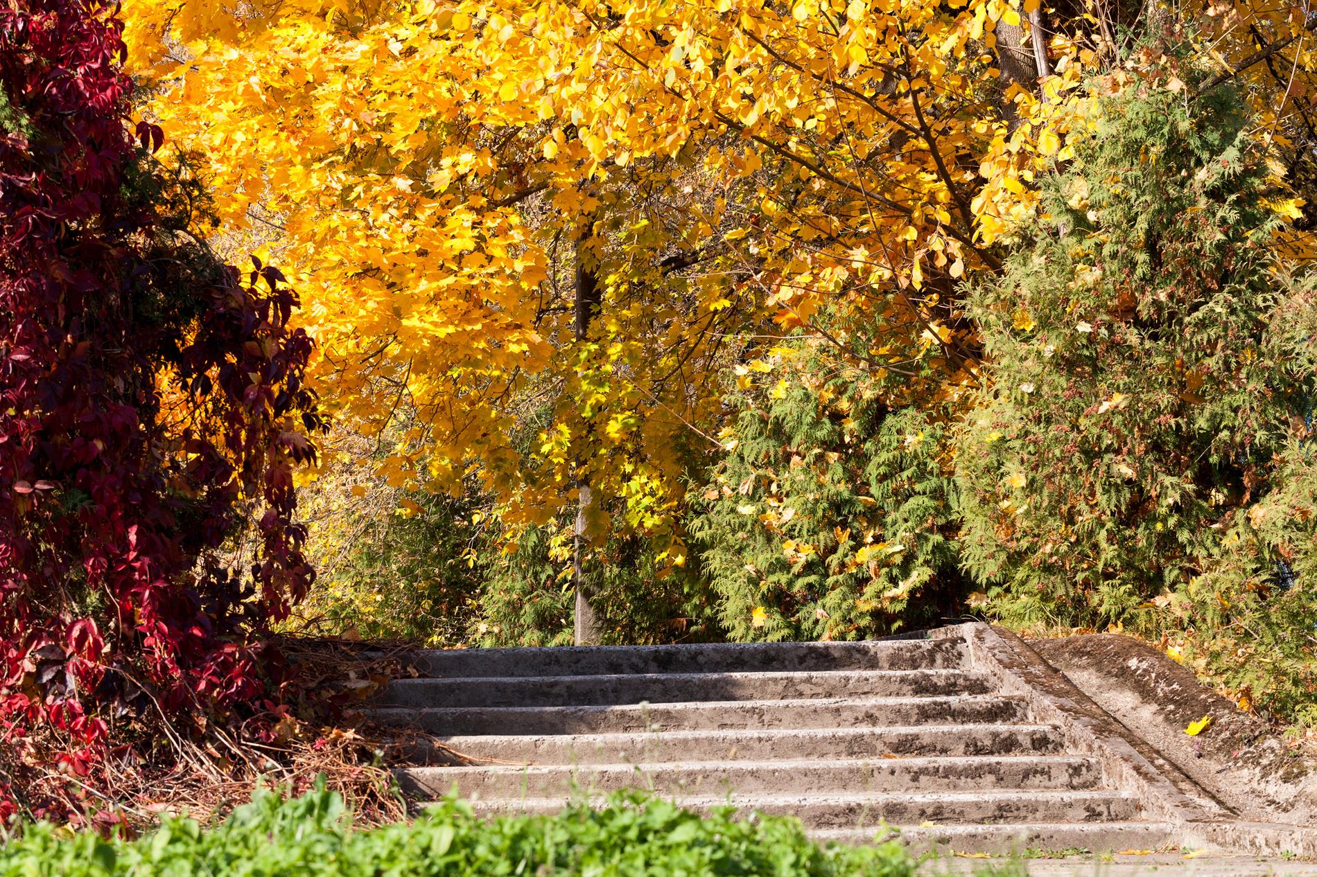 Stepping Stones Stairway to Autumn Color
