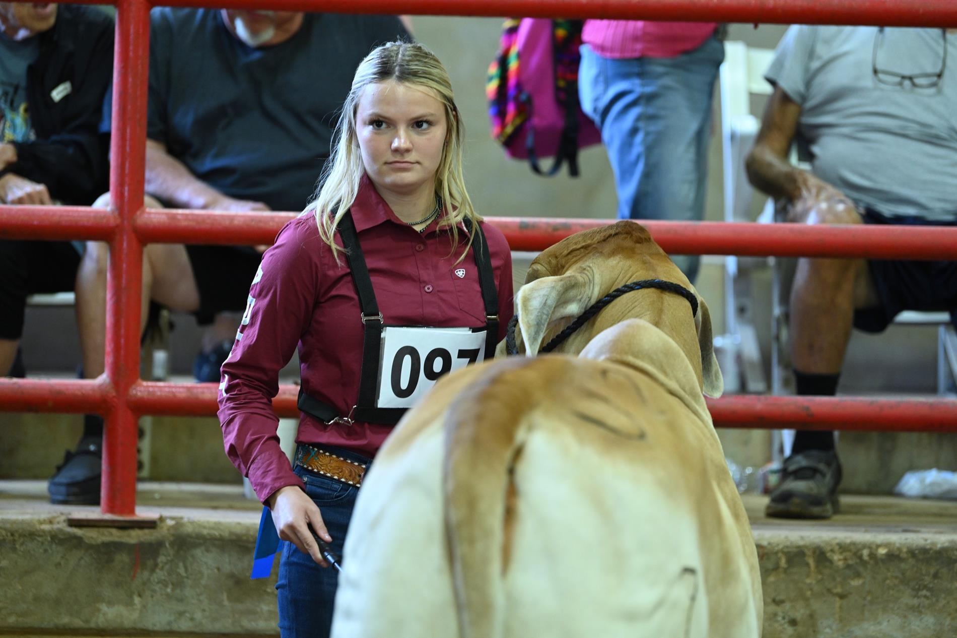 Student showing cow