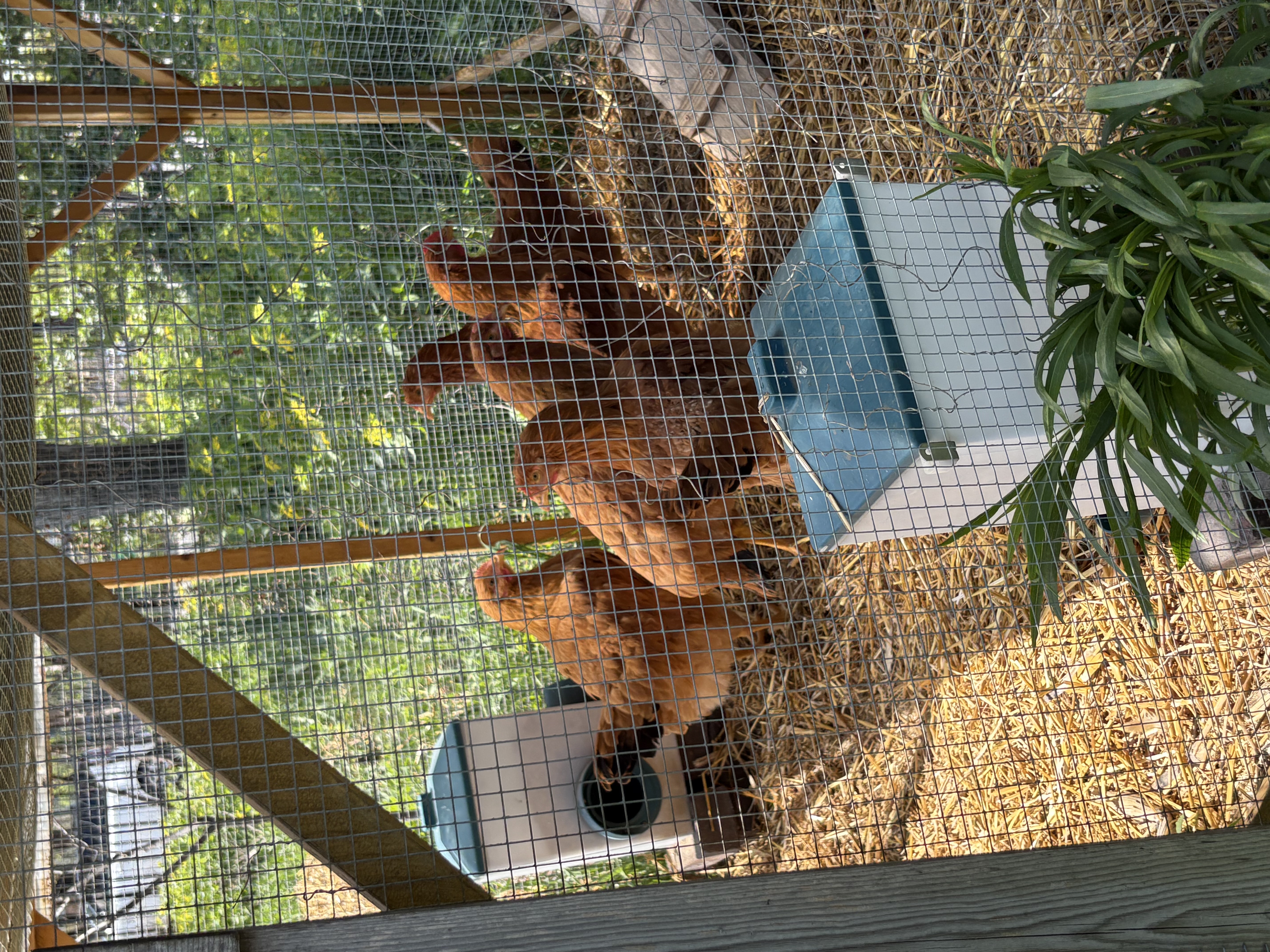 chickens