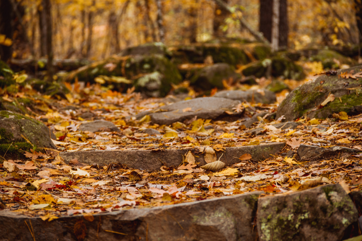 Stepping Stones Fall Leaves on the Ground