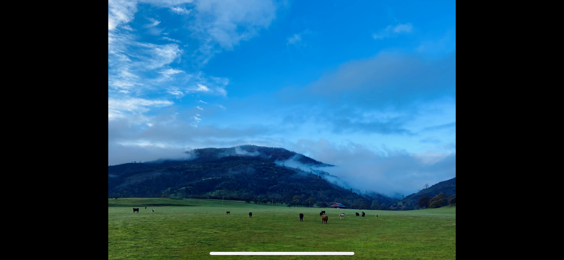 Photo By: Arynne Gregory March 17, 2022 - Daytime shot of cows in a field and fog over the mountains