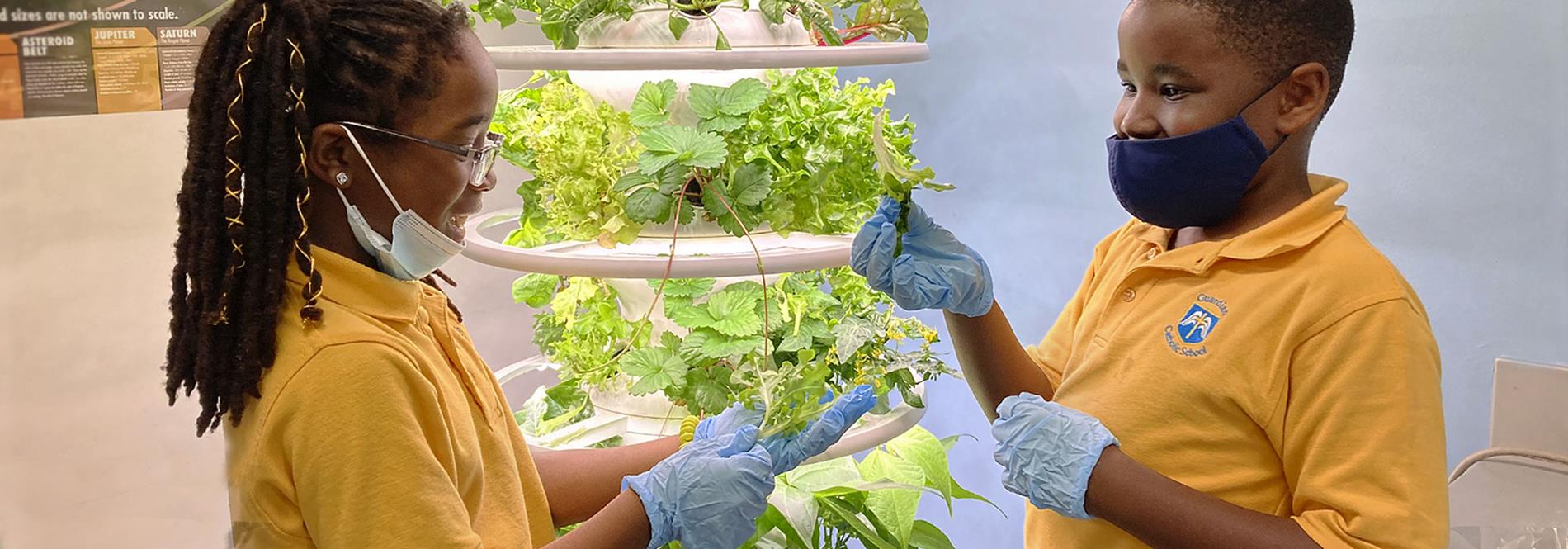 Hydroponics