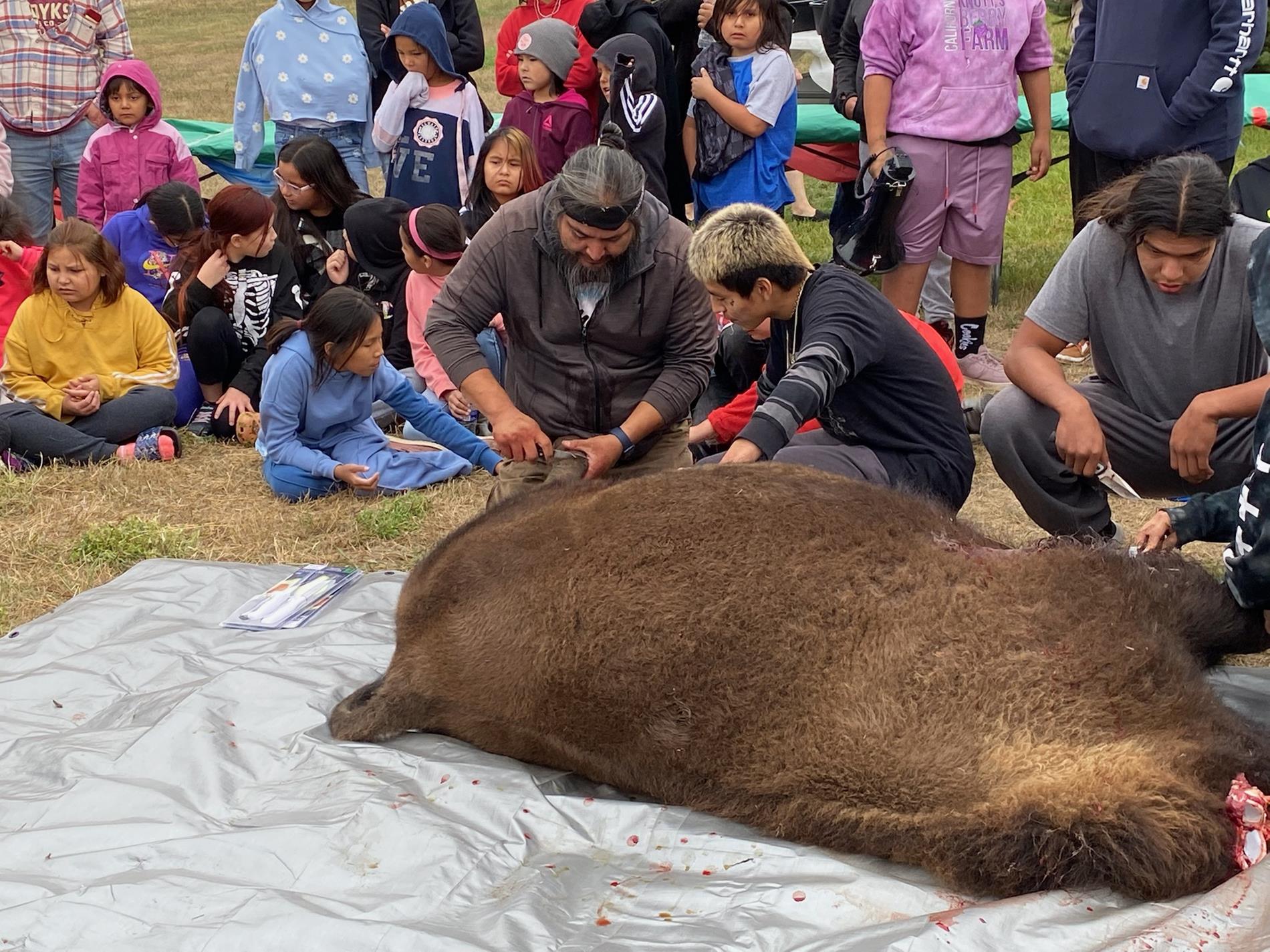 Student learning how to skin a buffalo