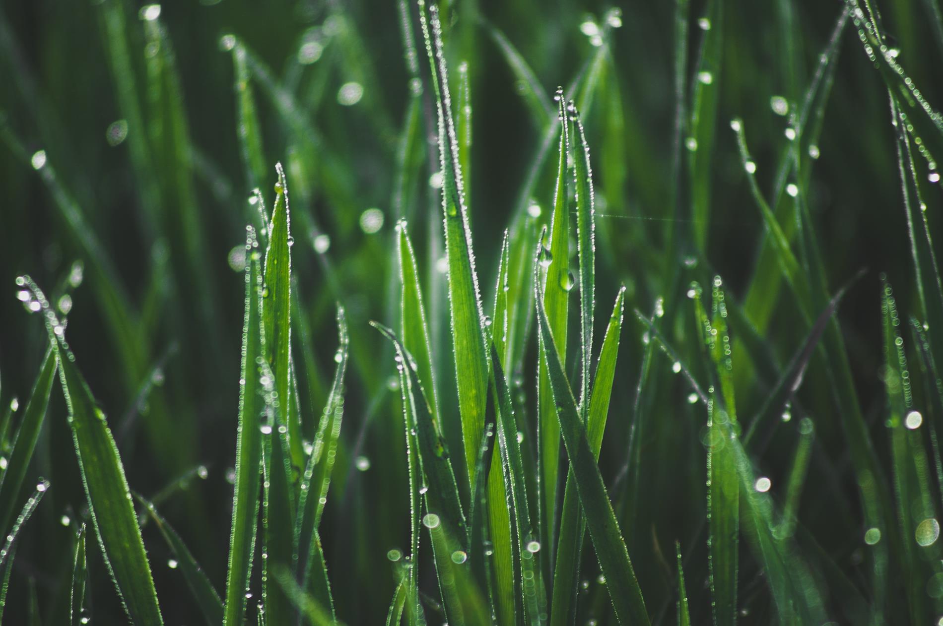 A photo of green grass with dewdrops on it