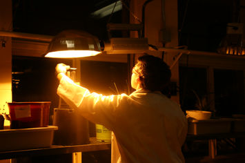 Student in lab coat looks at specimen under a bright light