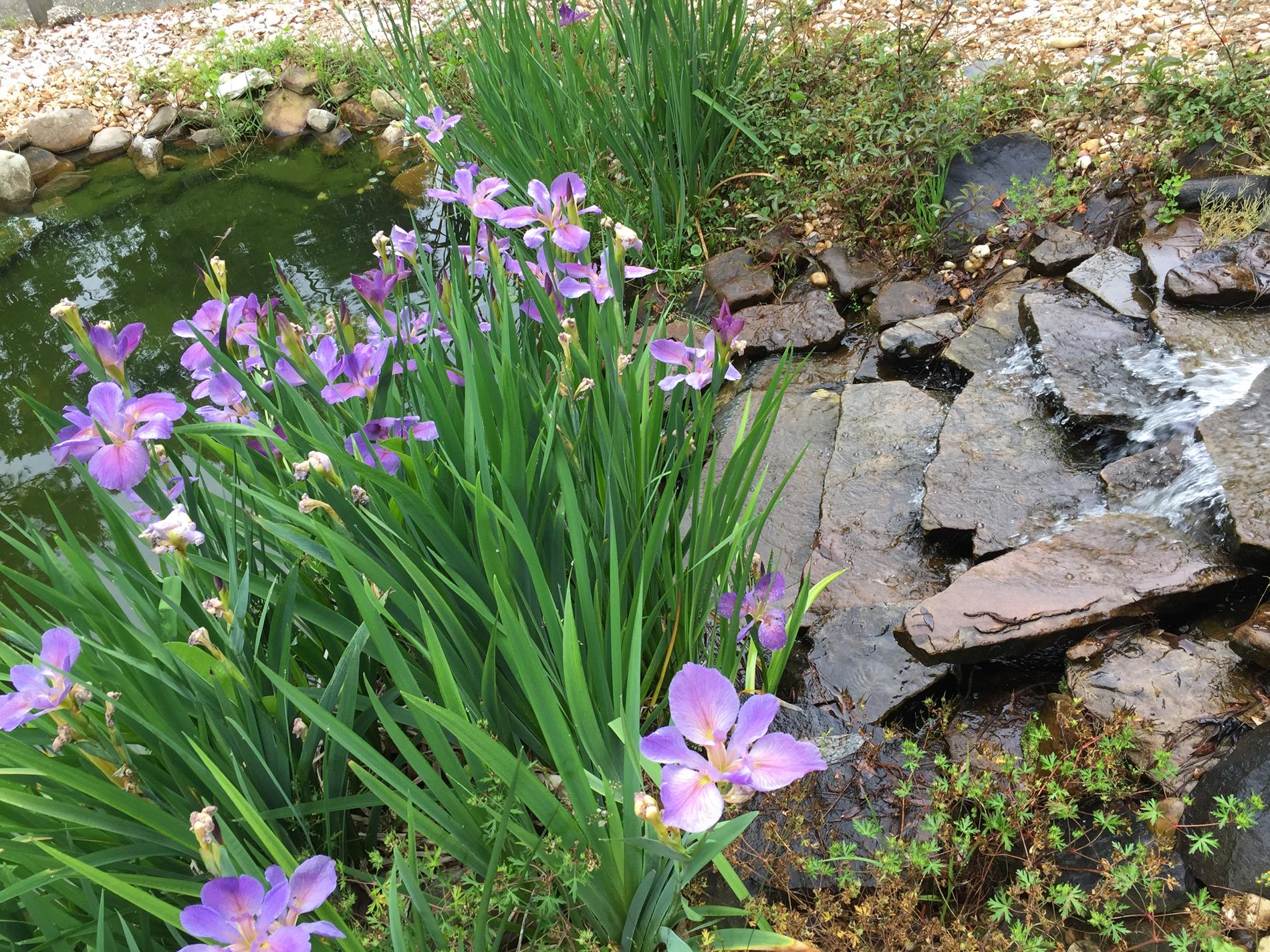 blue flag irises and pond