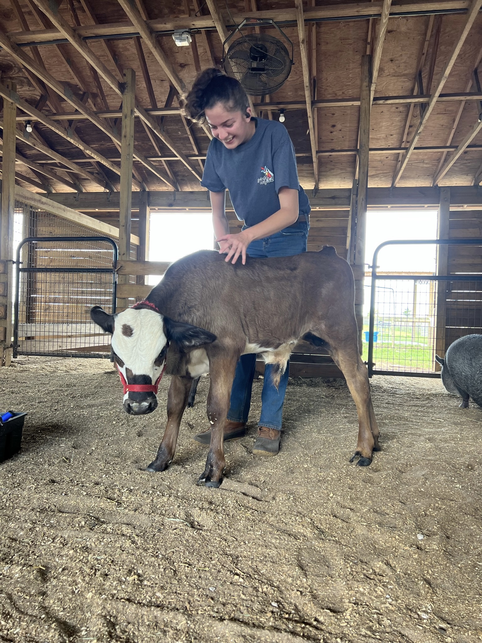 Vo-tech student helping cow