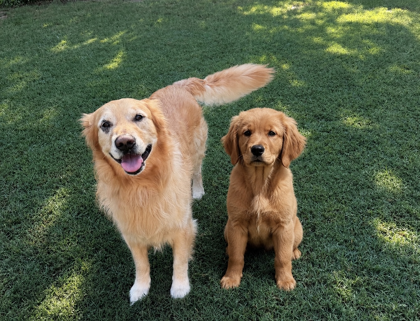 Chief and Charlie