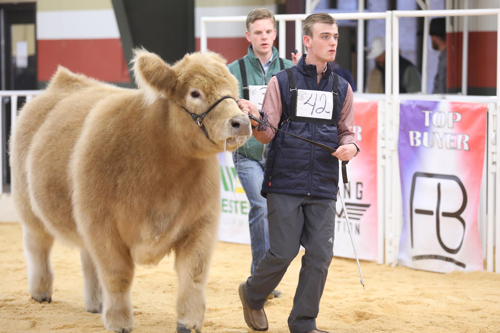 Picture of Beau and Barrett Bezner leading a show steer 