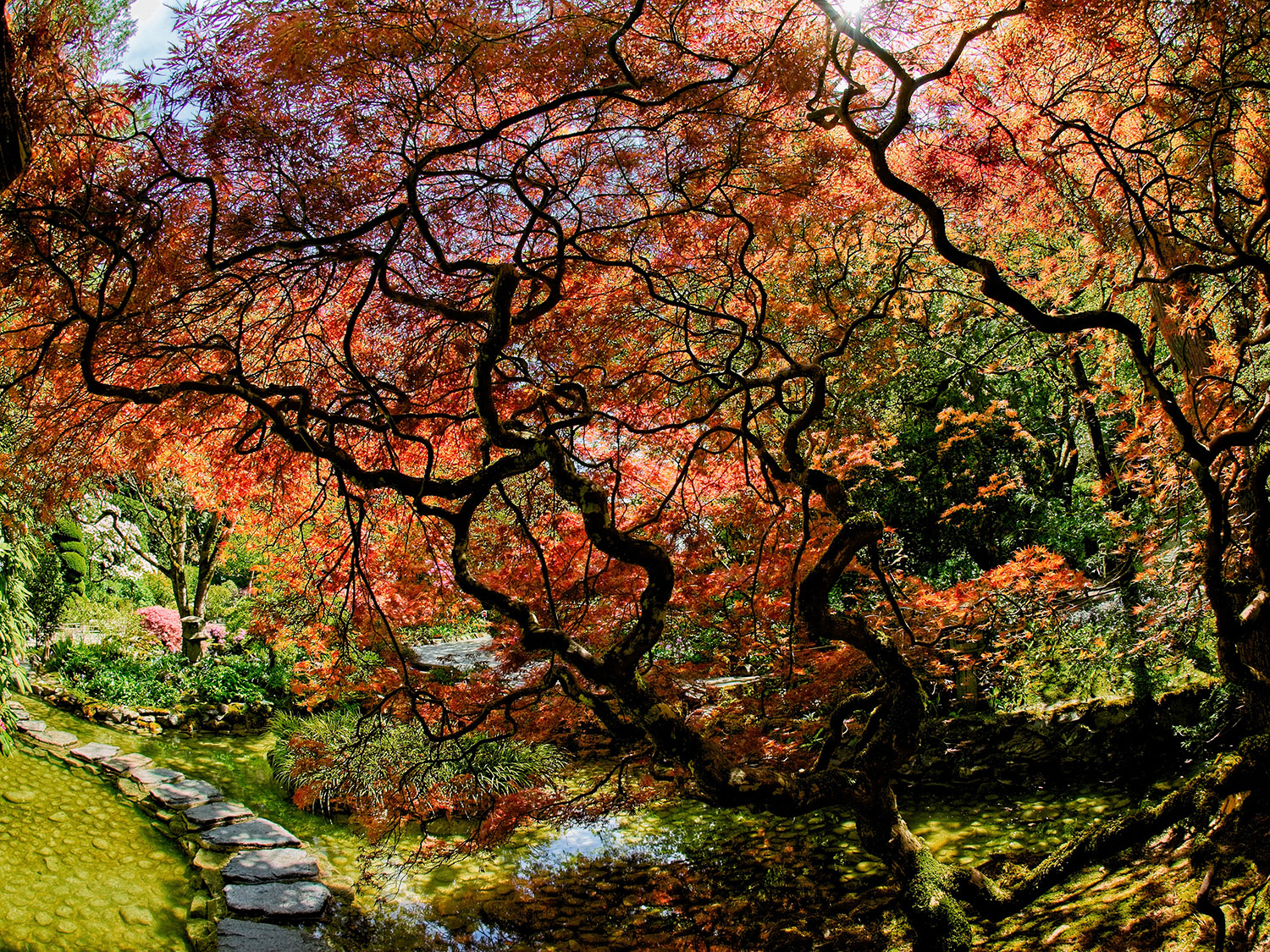 Stepping Stones Path and Colored Leaves