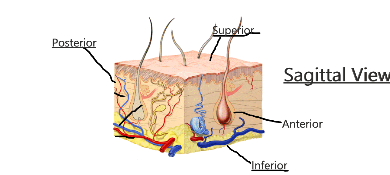 Sagittal View Of the Ingumentary System