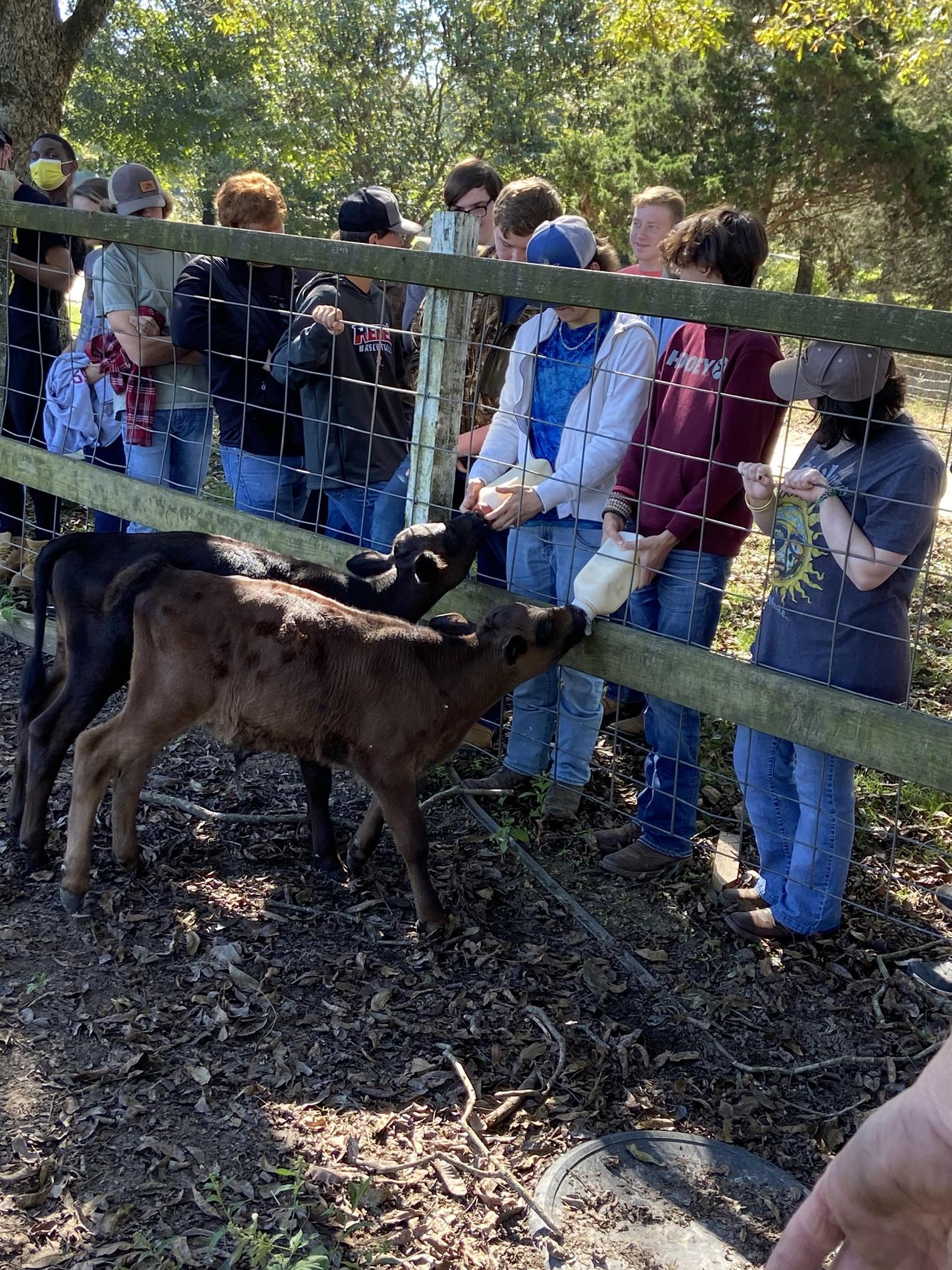 Students feeding calves